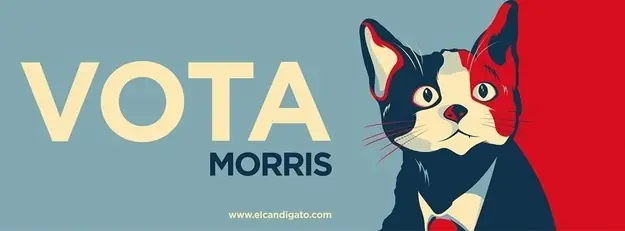 82 datos sobre gatitos que no sabias!