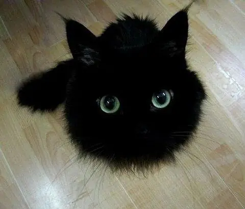 felinos felinos