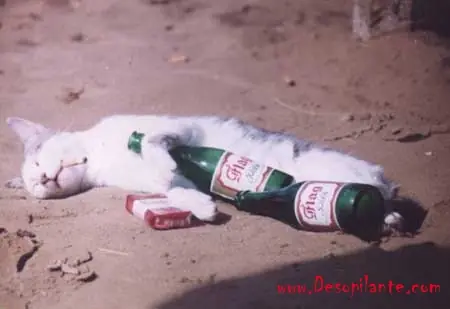 Historia de una Gato Terrorista