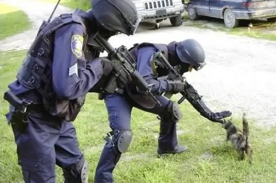 Historia de una Gato Terrorista