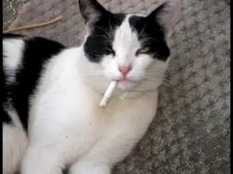 Historia de una Gato Terrorista