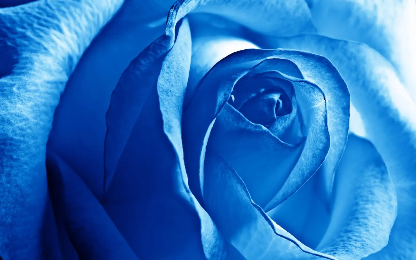 La Flor Azul