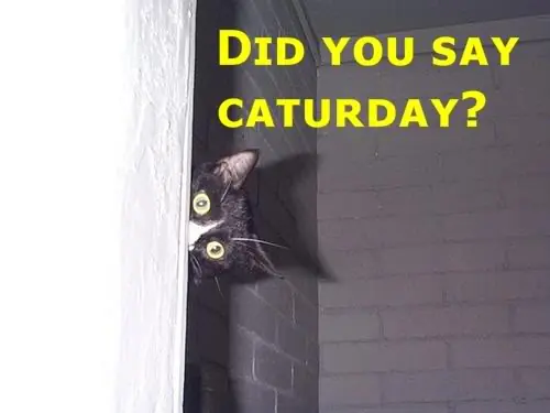 hoy es caturday taringeros!!