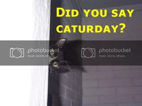 caturday caturday