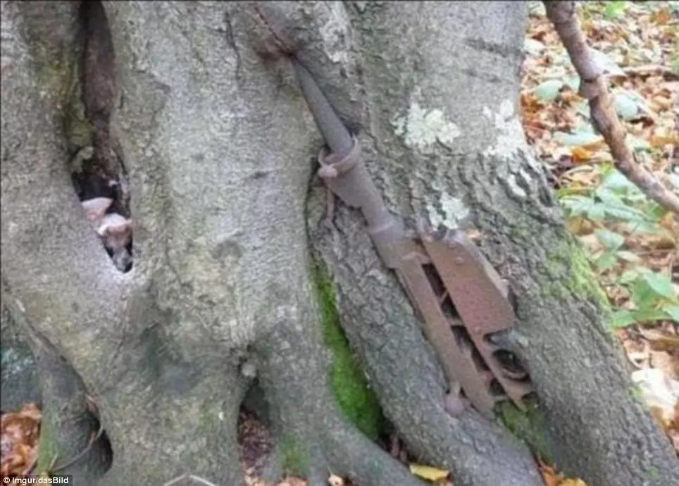 Armas Armas