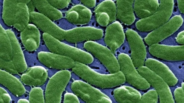 Bacterias carnívoras al acecho
