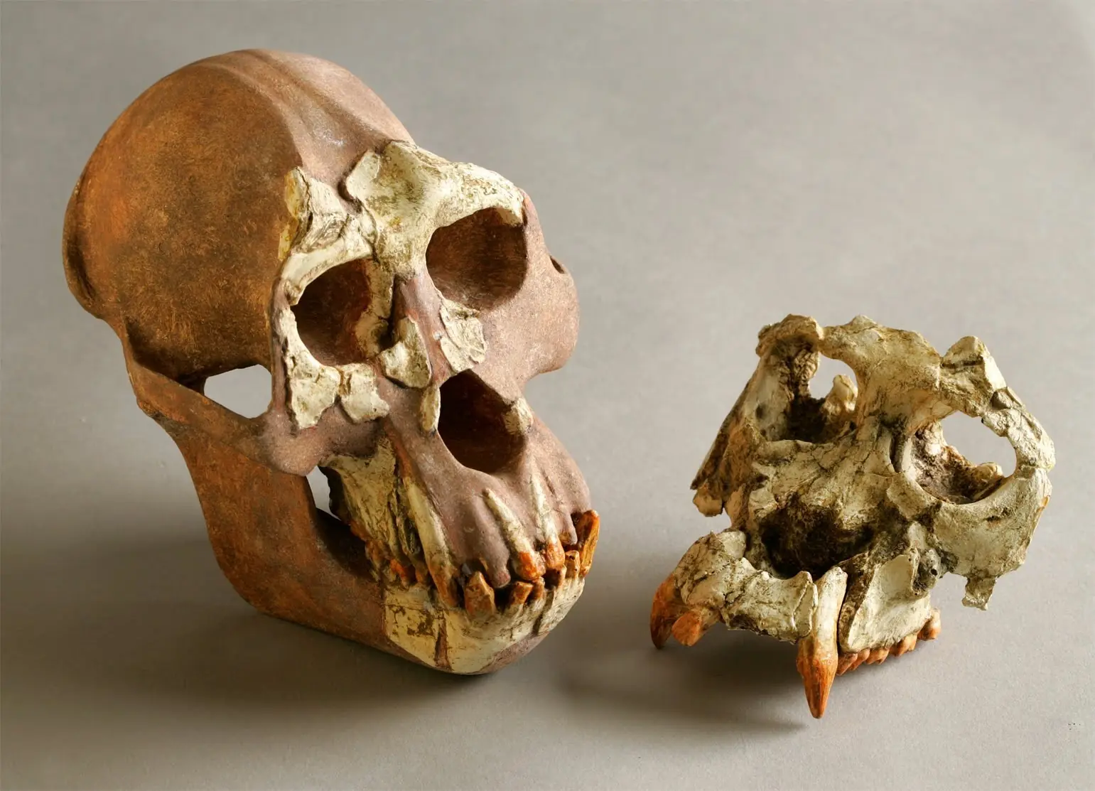 Investigación explica supervivencia de últimos hominoideos