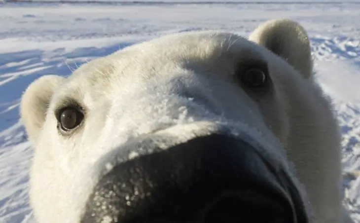 30 Osos que son más humanos que tú y todos tus amigos.