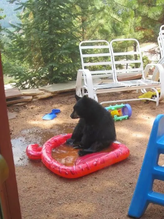 osos