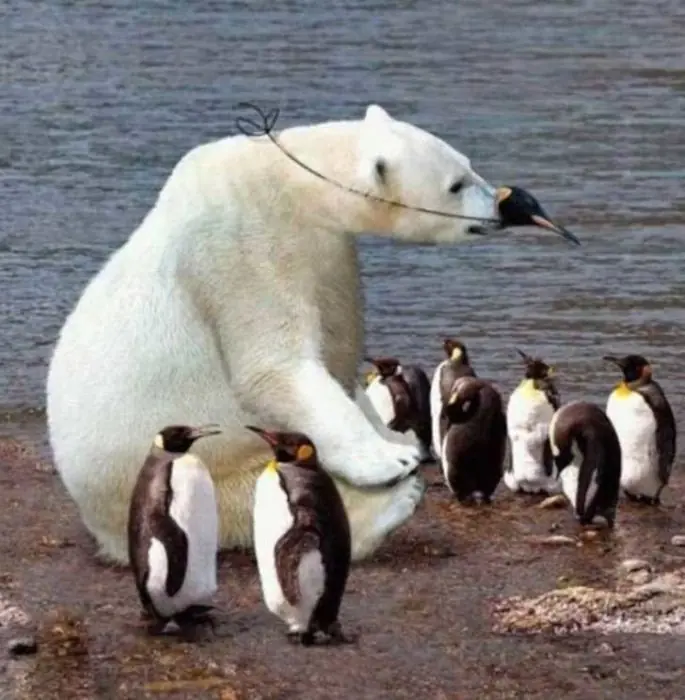 osos