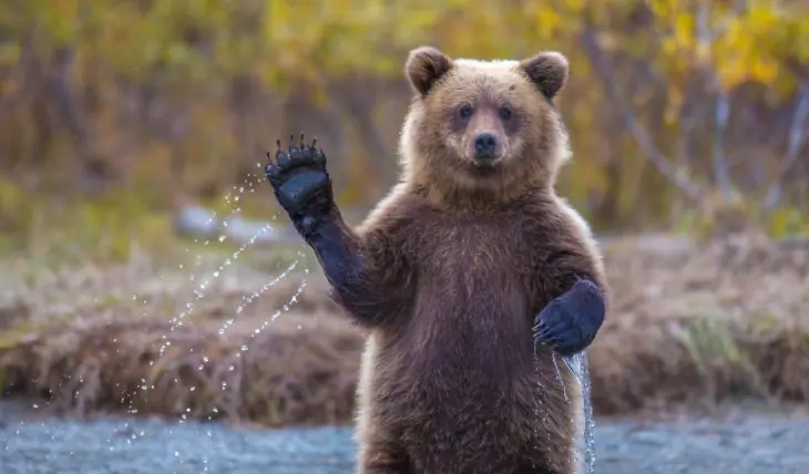 30 Osos que son más humanos que tú y todos tus amigos.