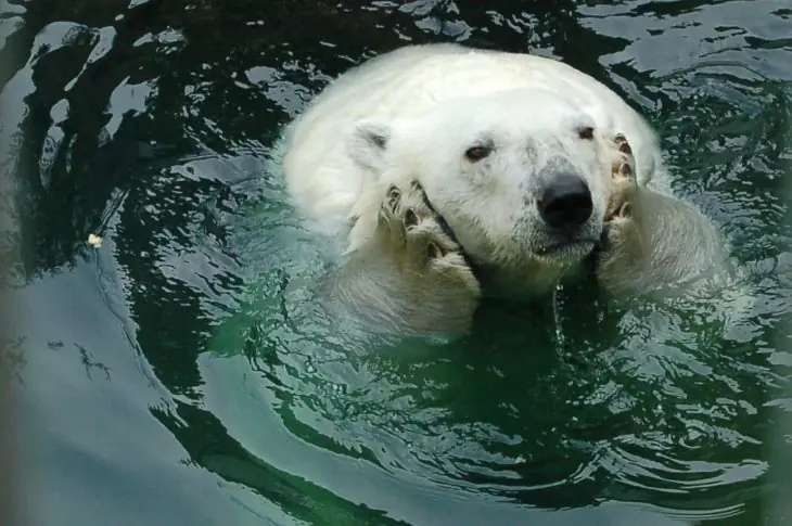 30 Osos que son más humanos que tú y todos tus amigos.