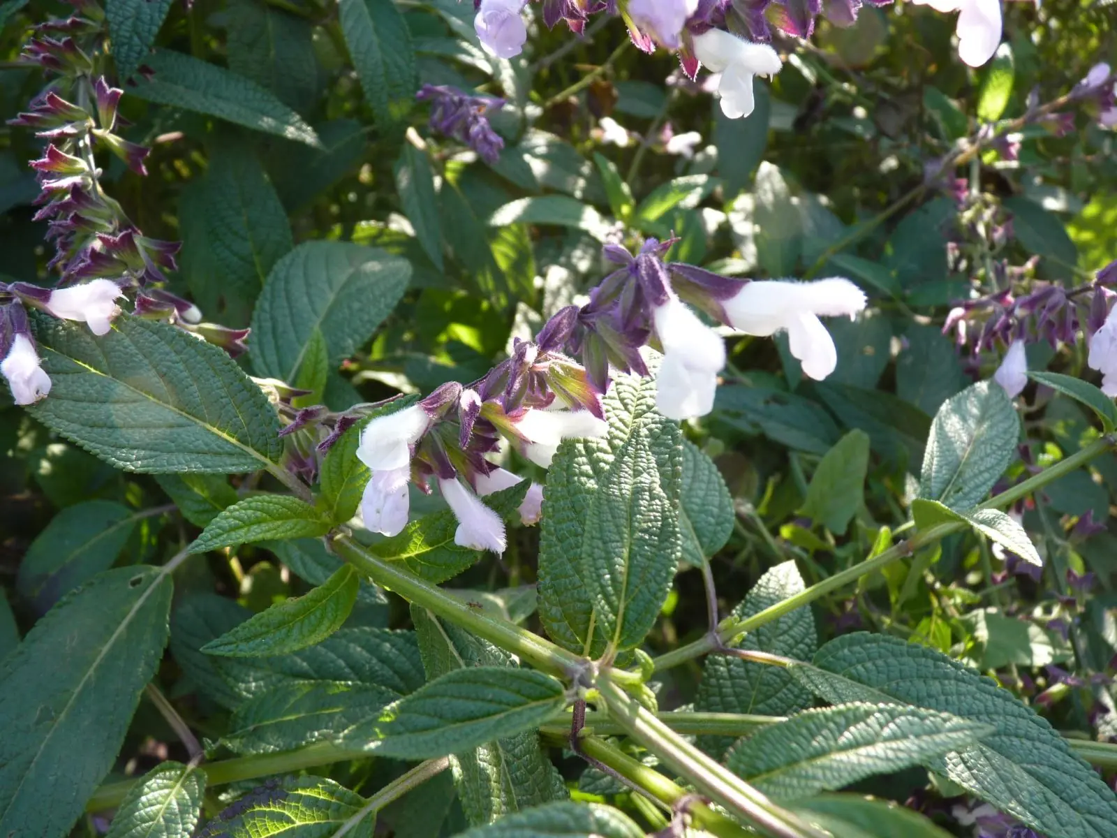10 plantas de poder mexicanas