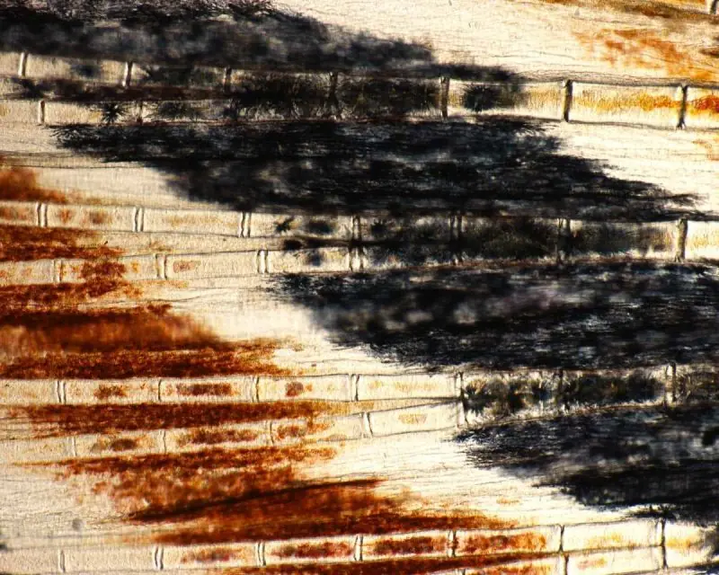 Las mejores microfotografías del año 2016