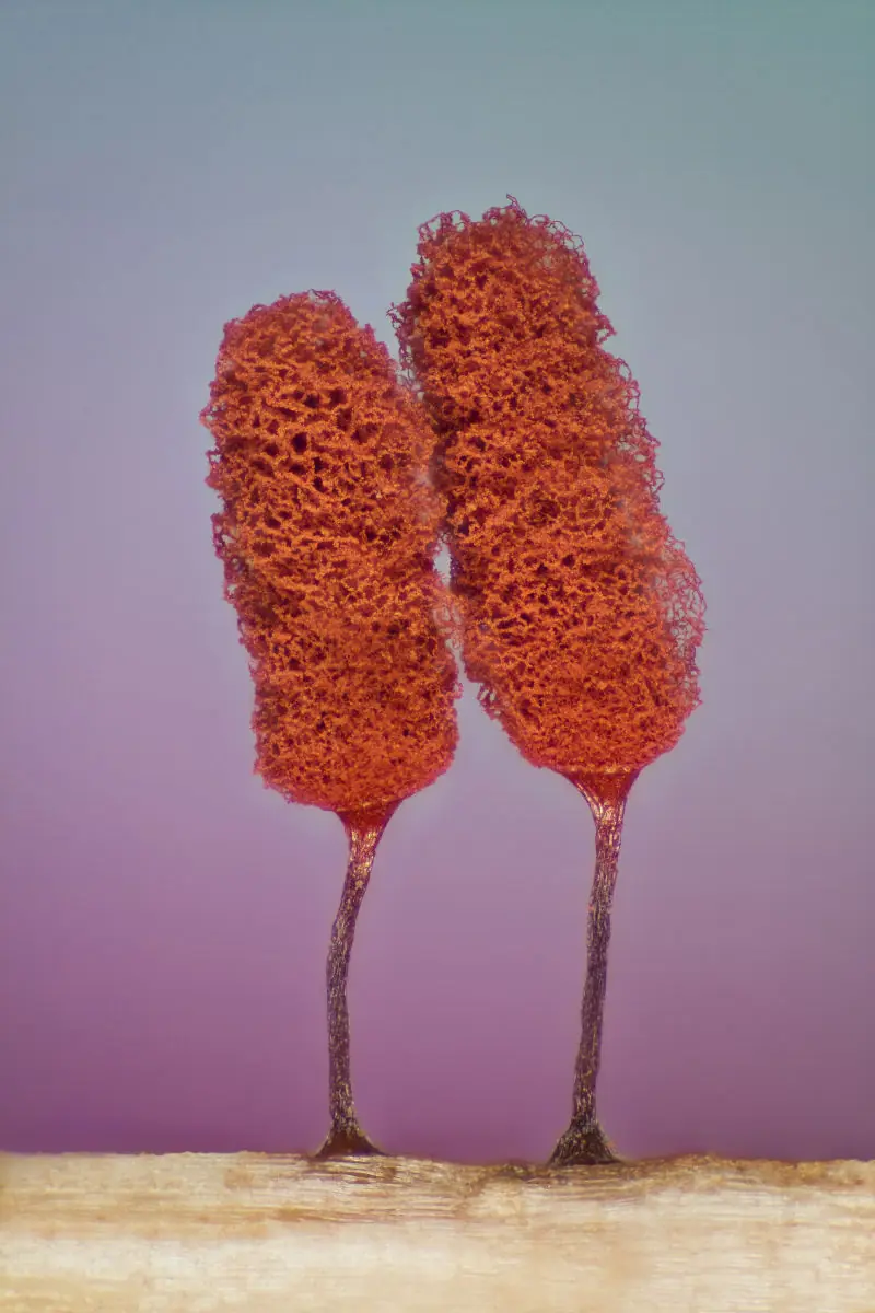 micro fotos