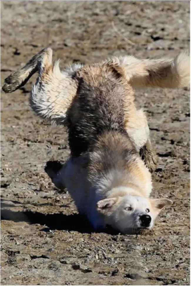 golpes