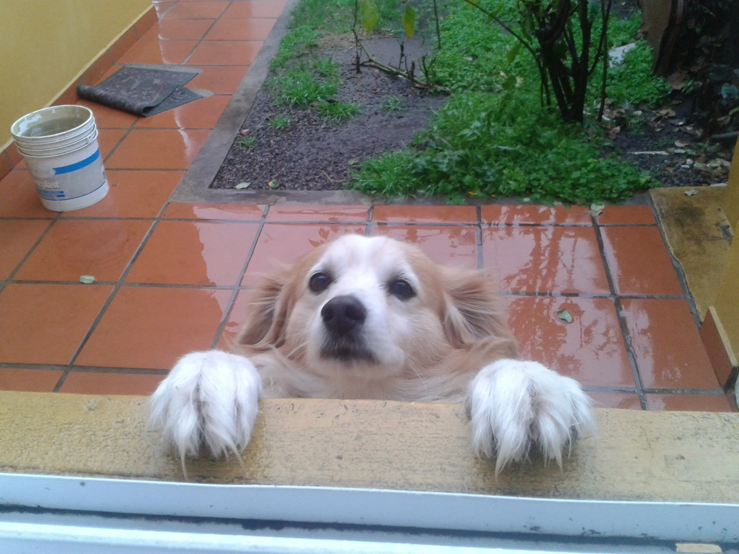 perro loco