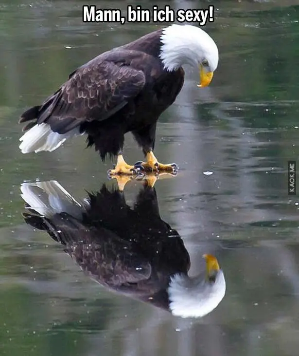 img humor