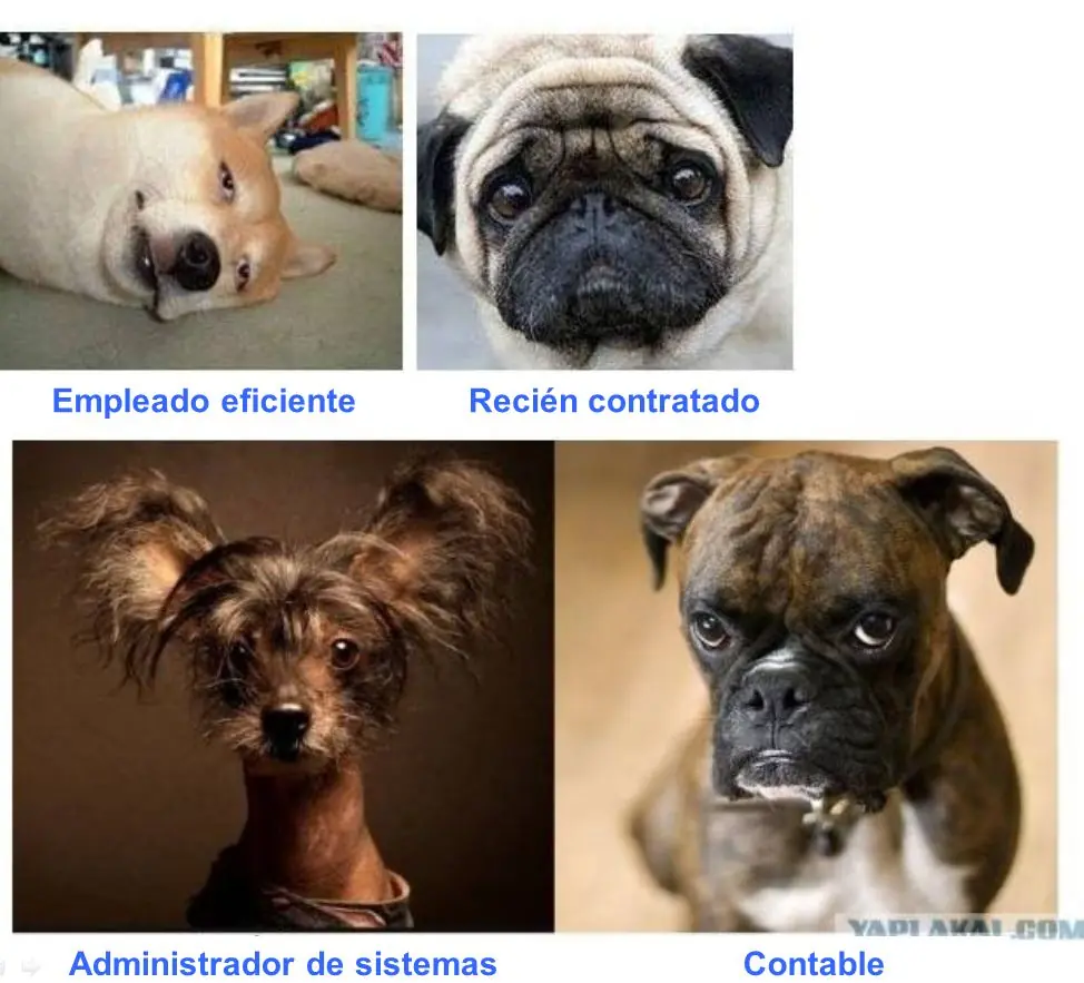 Jefes