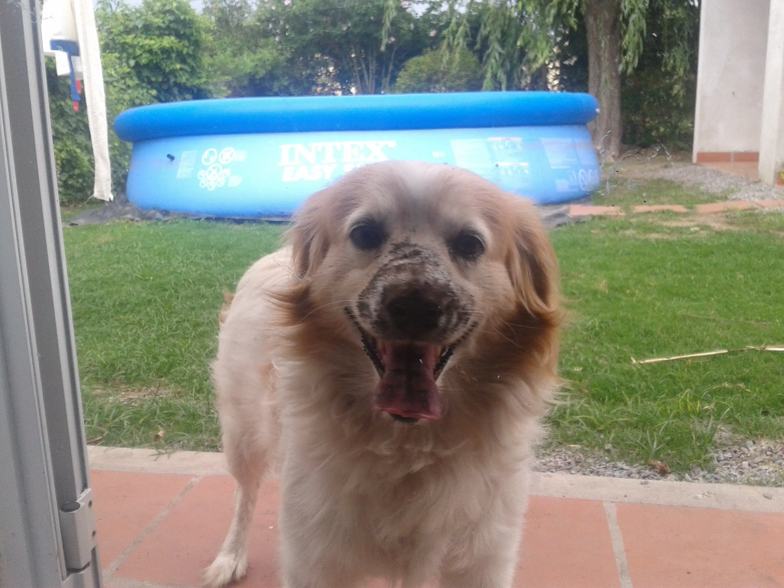 hagamos top a mi perro bobi