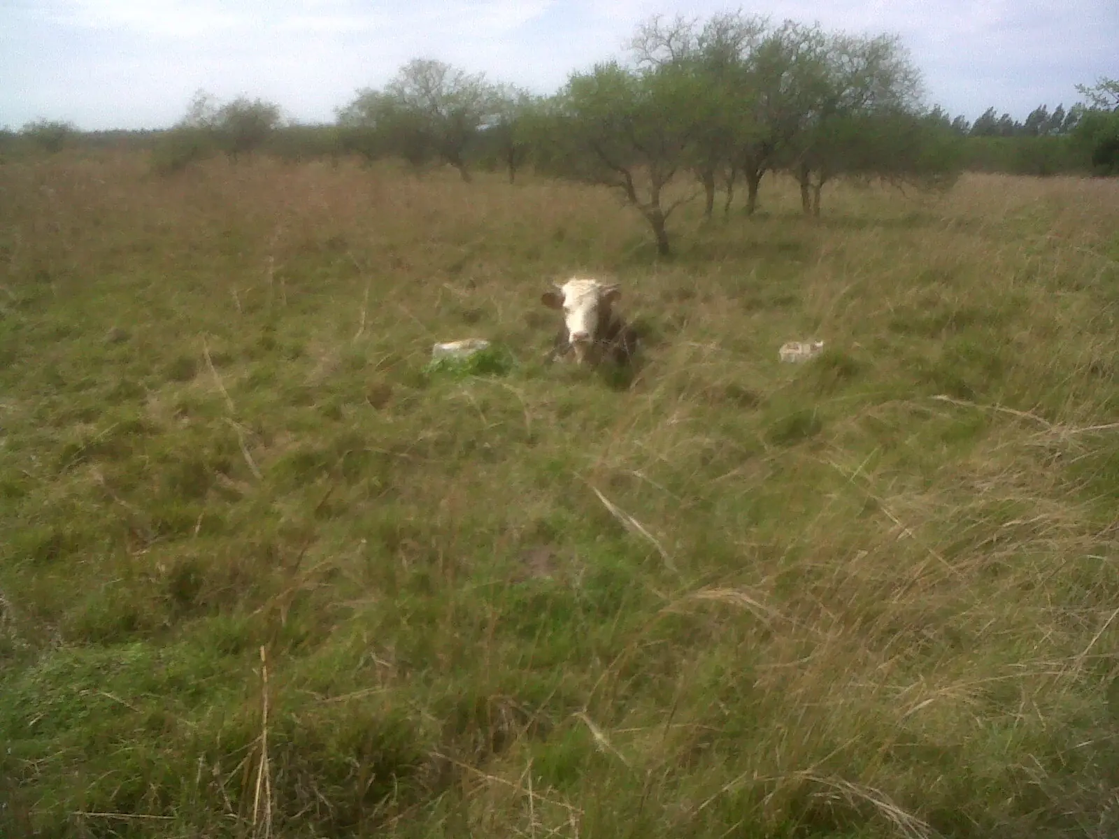 vaca