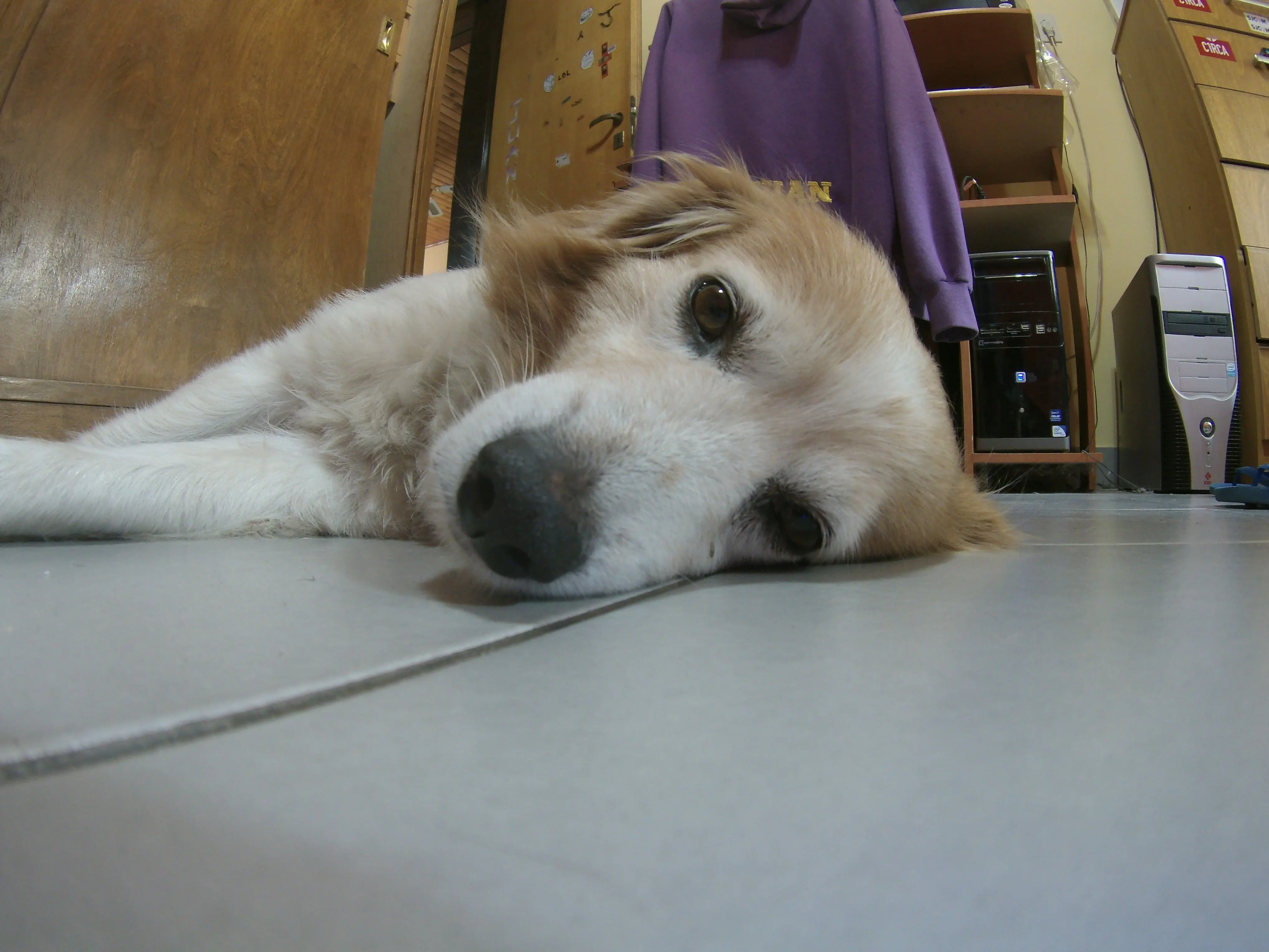 perro bobi