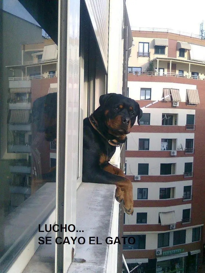 humor