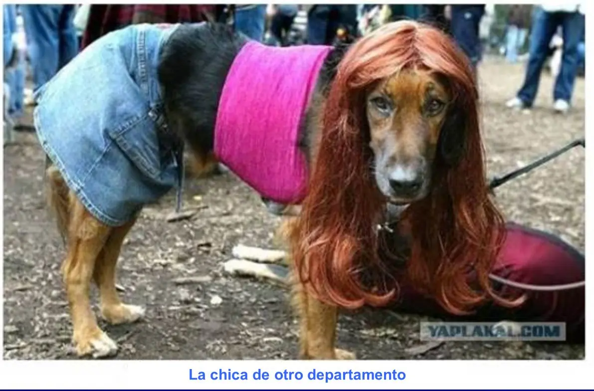 Chistes