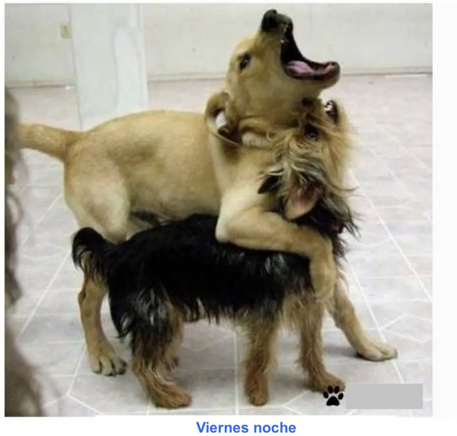 humor