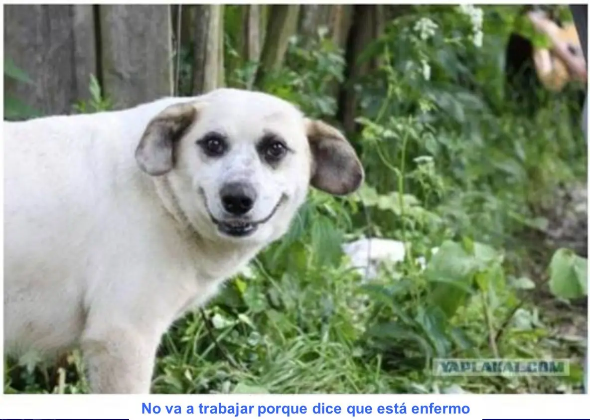 Chistes