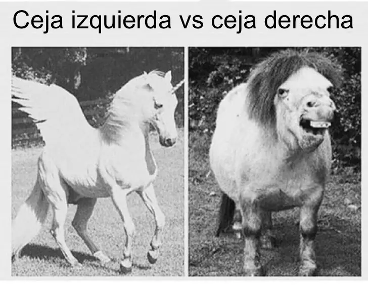 humor humor