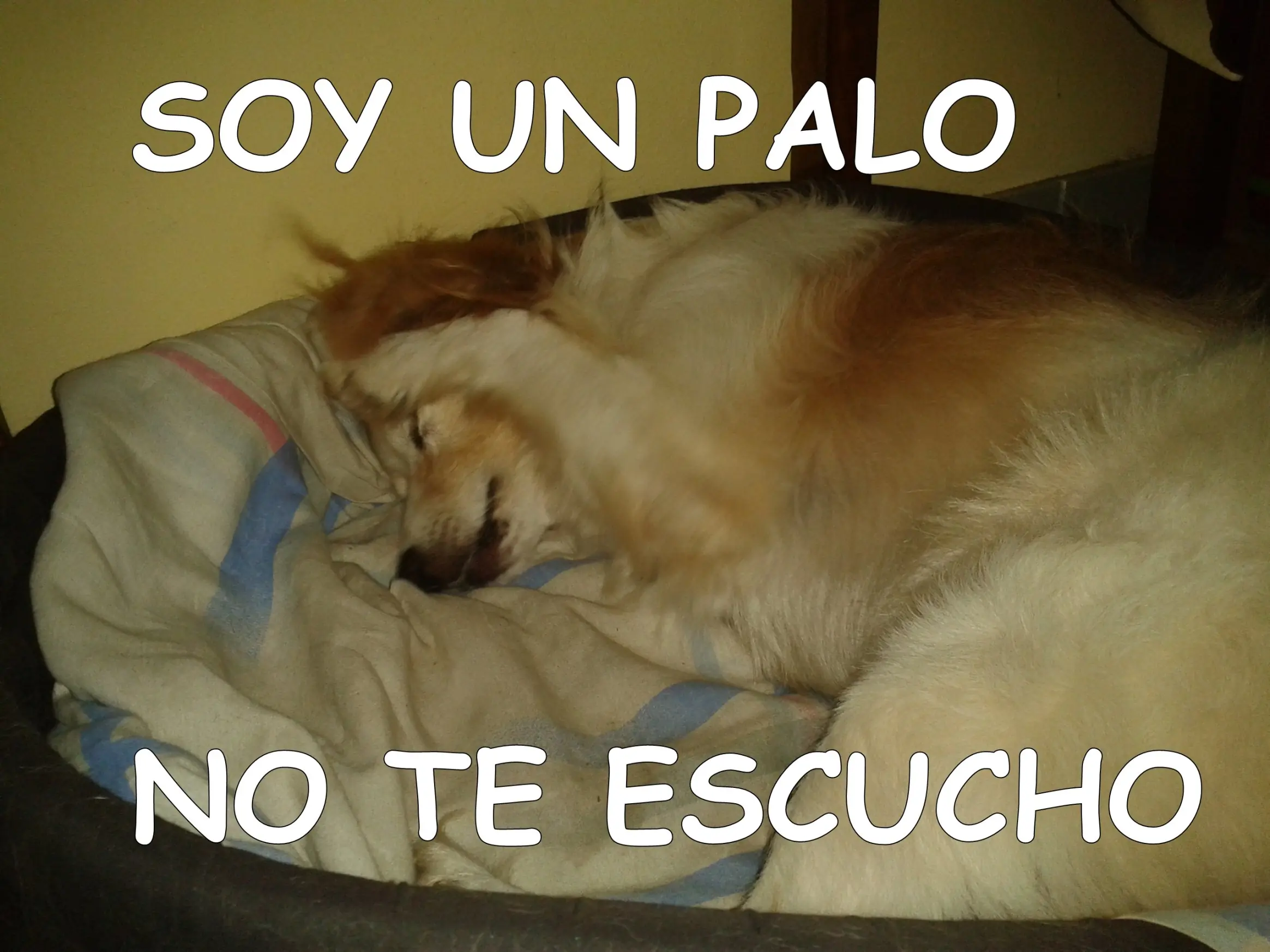 hagamos top a mi perro bobi