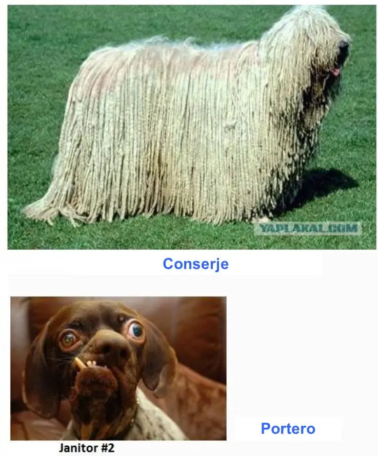 Chistes