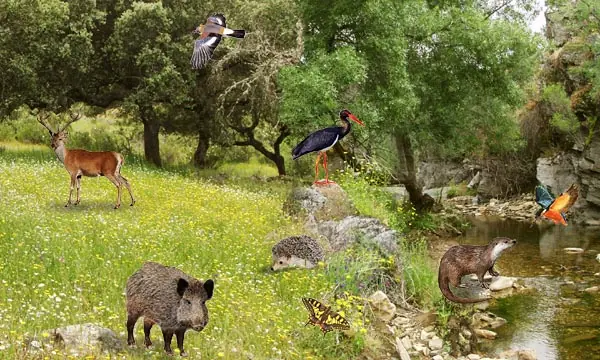 vaca