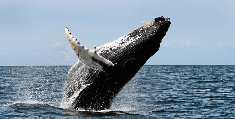 Las ballenas del mundo están impidiendo que las orcas cacen