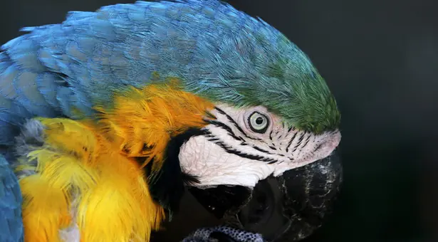 loro o sapo loro le dijo a la dueña que su esposo era infiel