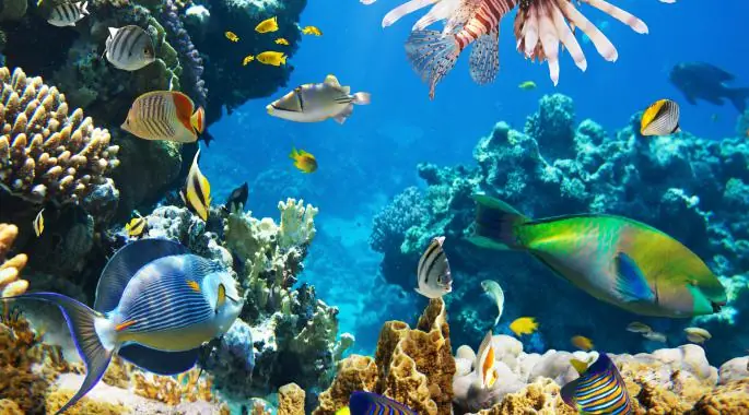 Nuevas Apps para disfrutar y cuidar de nuestros mares