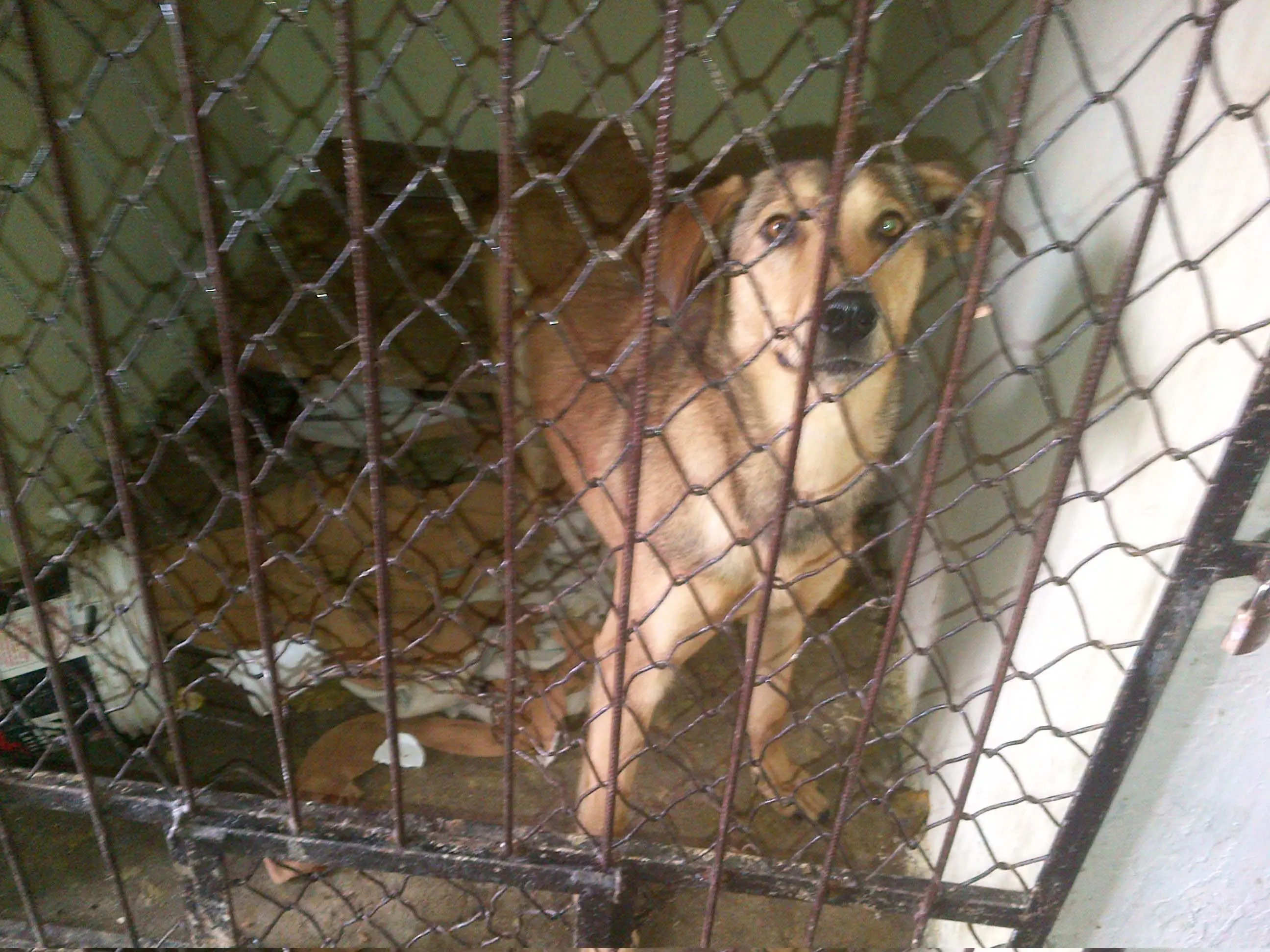 EUA exigirá visa a animales no nacidos en su país o los de