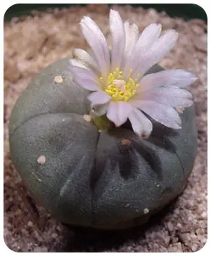 Del peyote al LSD, una odisea psicodelica