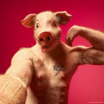 animales