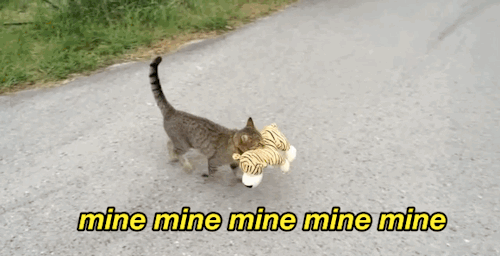 gatos