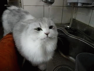 gatos chistosos