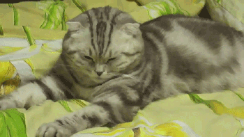 Mascotas gifs parte 6