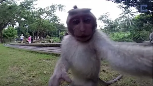 Mono se toma selfie con GoPro