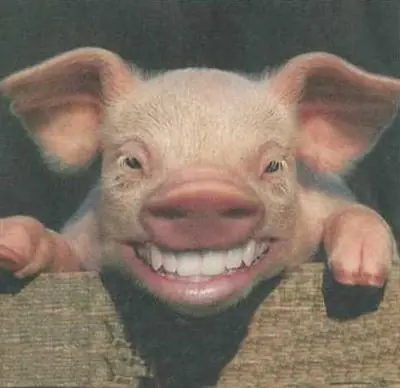 Un post bien cochino (Apto) Sus scrofa domestica