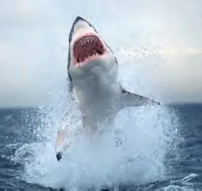 Tiburones La Verdad sobre ellos!