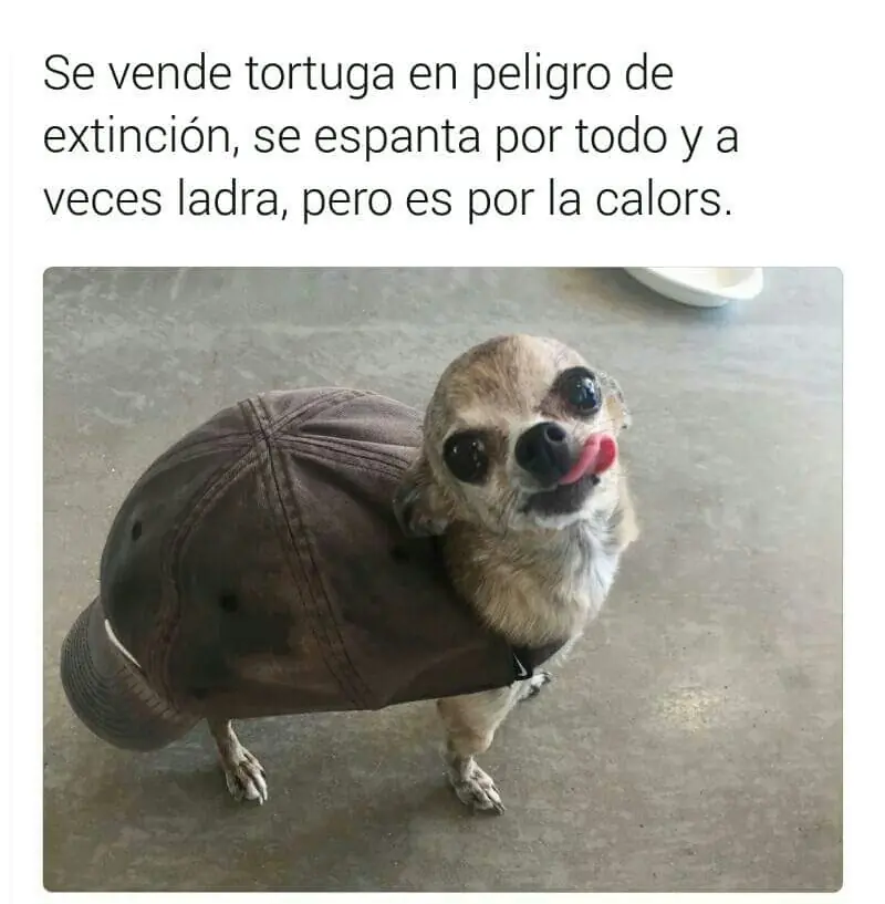 memes