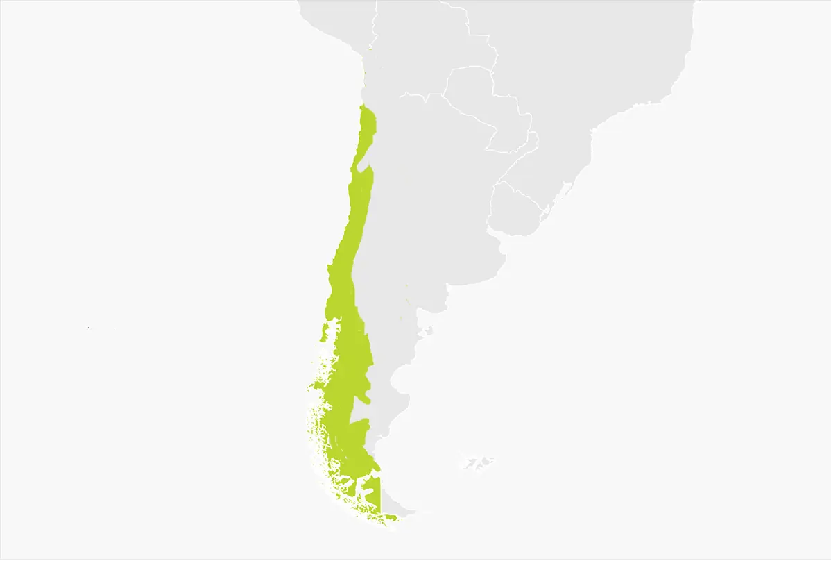 chile