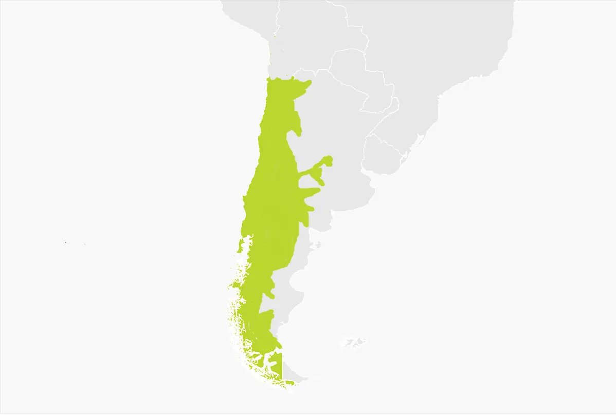 Guerra Chile vs Argentina