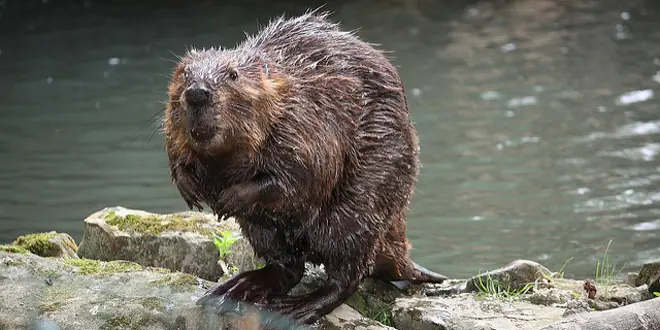 Absurdos datos sobre animales que no debes seguir repitiendo